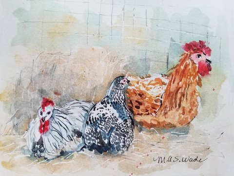 Chickens